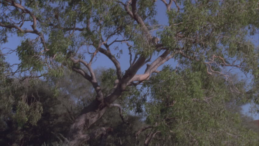 Header of Corymbia