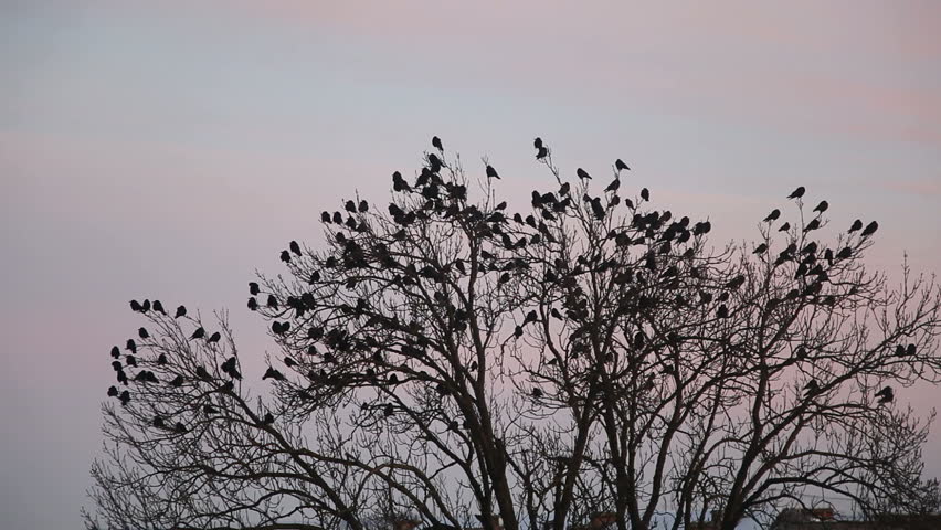 Crows Fly in the Sky Stock Footage Video (100% Royalty-free) 5941586 ...