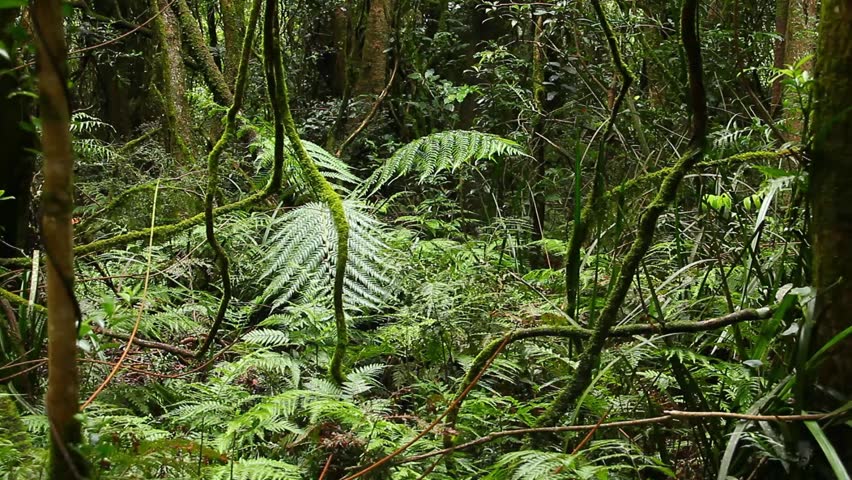 Rainforest Ferns- Australian Landscape. This Rainforest Landscape Is An ...