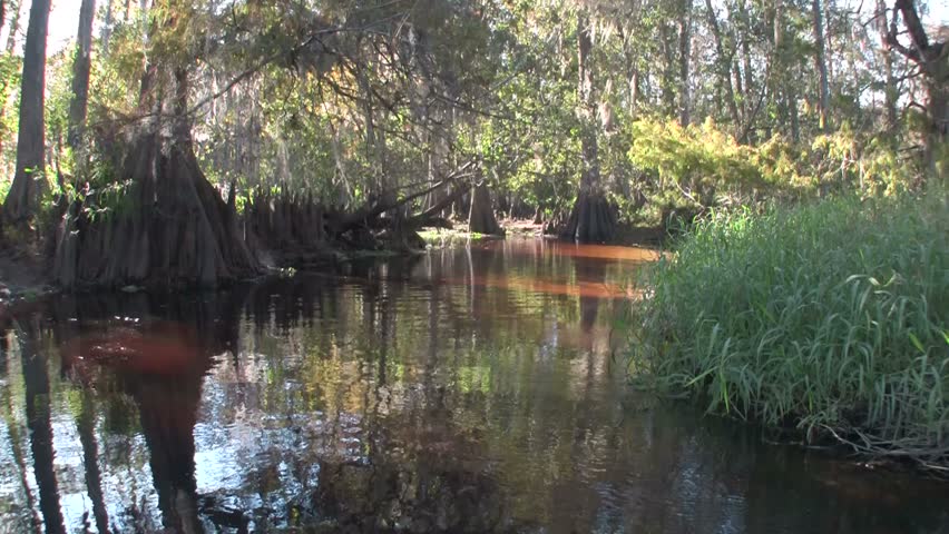 Everglades National Park Cypress Swamp Great Blue Heron.Tropical ...