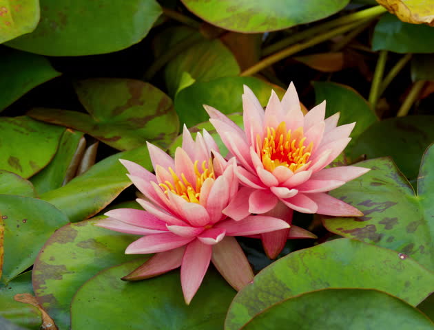 Time Lapse Opening Of Water Lily Flower Stock Footage Video 2060951 ...