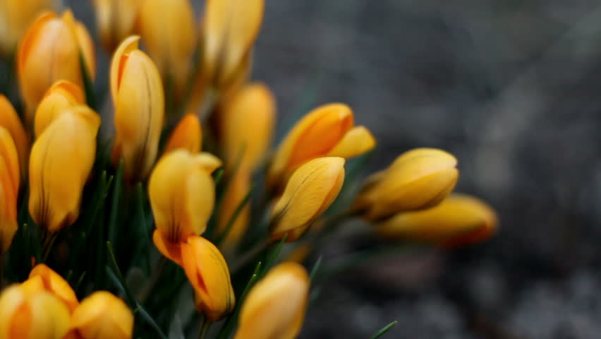Time Lapse Yellow Flowers Closing Petals For Night Sleep Stock Lots Of Yellow Petal Flowers From The Crocus Plant Hd Stock Video Clip