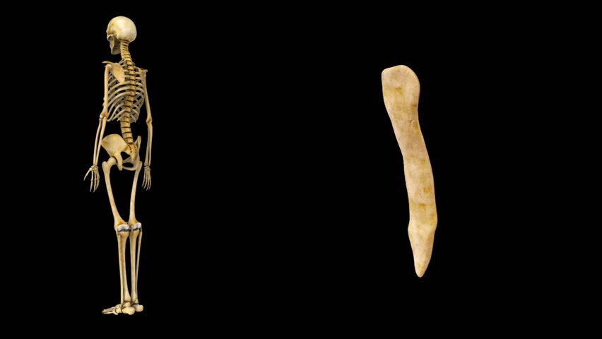Header of sternum
