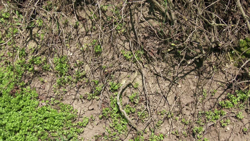 Header of Apidae
