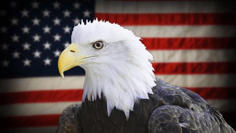 American Bald Eagle Haliaeetus Leucocephalus National Stock Footage Video  (100% Royalty-free) 6315026 | Shutterstock