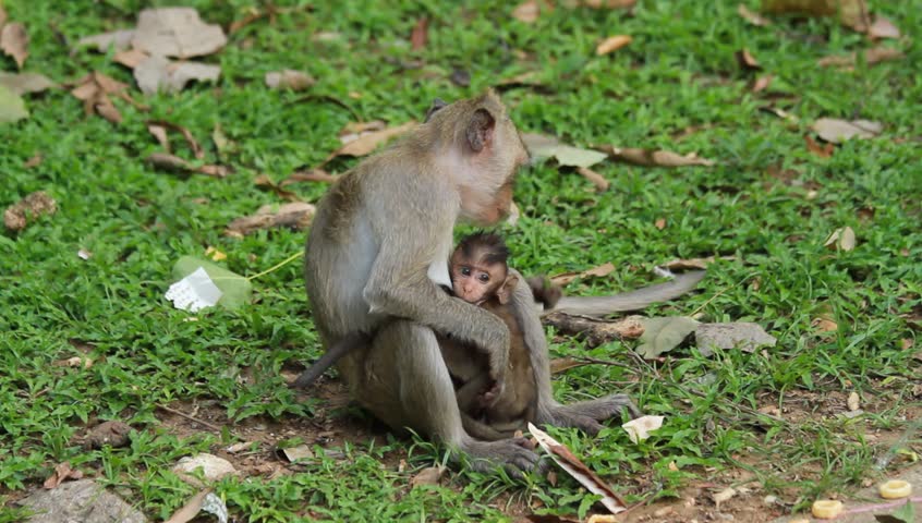 Pair Proboscis Monkeys Mating Sex Stock Footage Video -5529