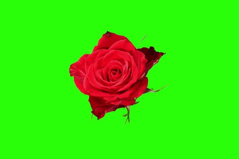 4k Blooming Red Roses Flower Stock Footage Video 100 Royalty