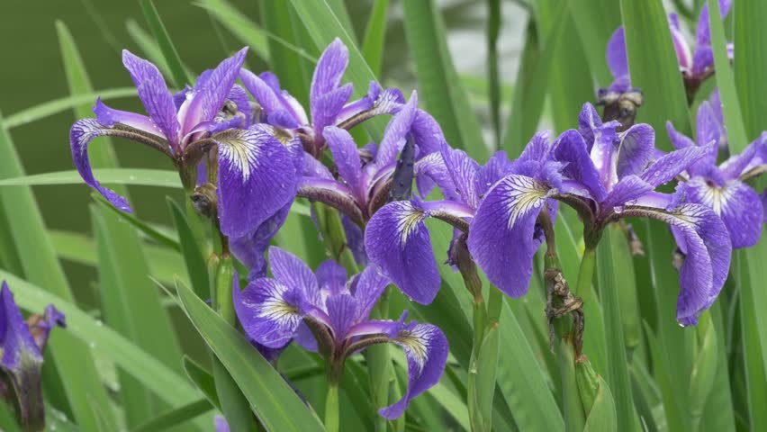 Spider Flower Cleome Hleriana Sometimes Called Purple Iris Flowers After The Rain 4k Uhd In Cinelike Gamma Flatter Profile Suitable