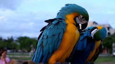 Cute Colorful Two Parrot Doing Funny Stock Footage Video (100%  Royalty-free) 6631346 | Shutterstock