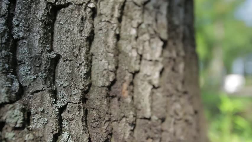 Header of Bark