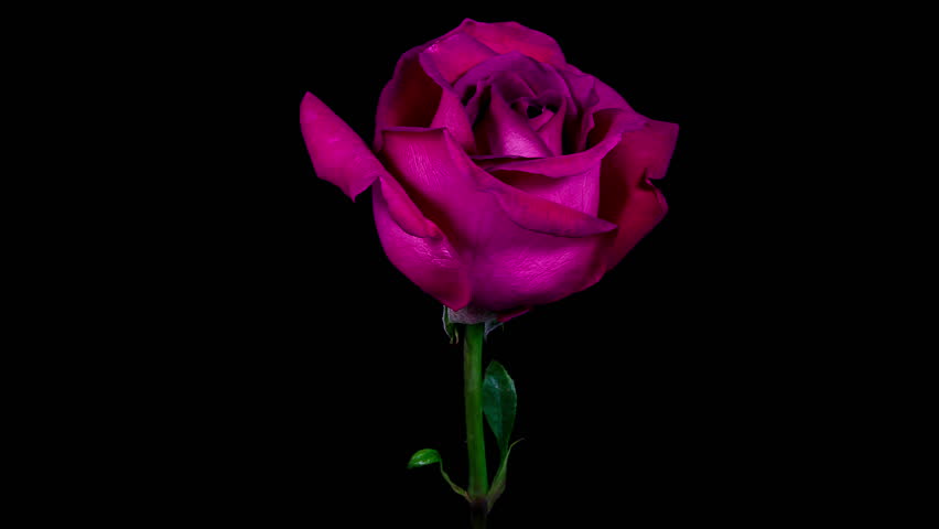 Timelapse Of A Purple Rose Stock Footage Video 100 Royalty Free 6772846 Shutterstock