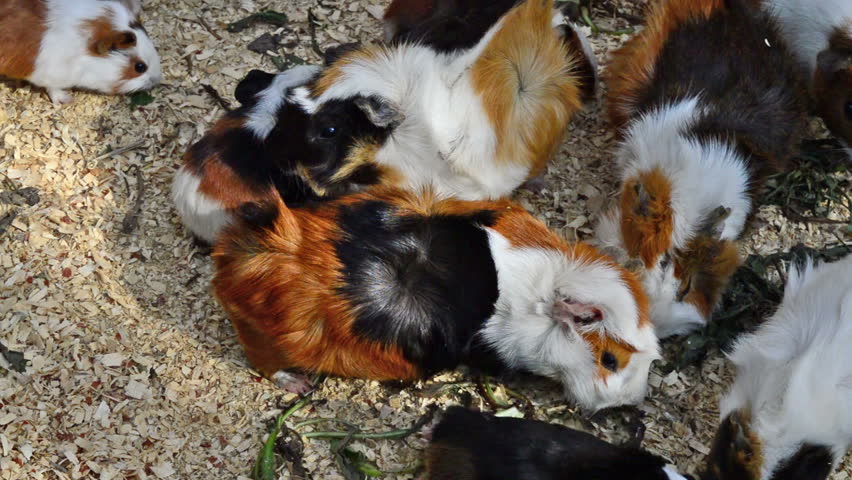 a-group-of-guinea-pigs-feeding-cavia-porcellus-image-free-stock