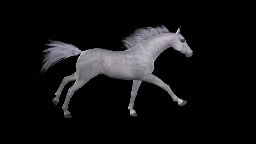 Jockey Riding A White Horse Runs Gallop Isolated And Cyclic Can Be