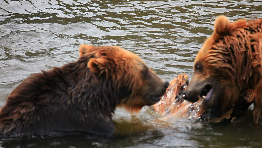 Header of Kodiak bear