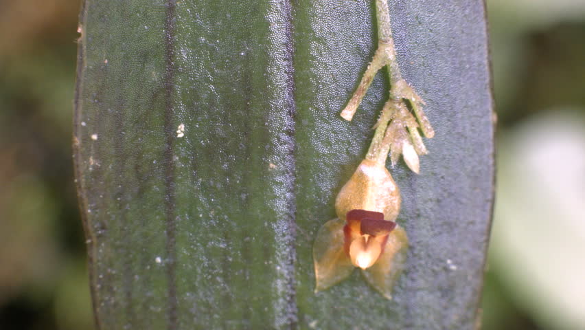 Header of Lepanthes