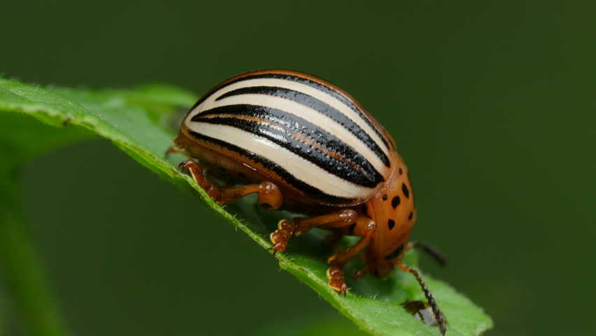 ������ ������������ ��� ����