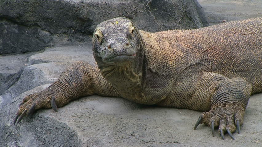 Komodo Dragon Stock Video Footage - 4K and HD Video Clips | Shutterstock