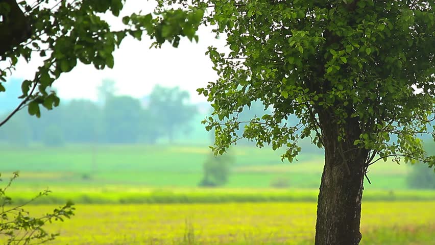 Stock Video Clip of plants for natural background, nature ...