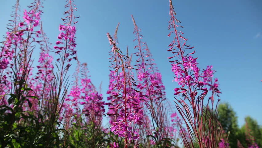 blue or purple flowers