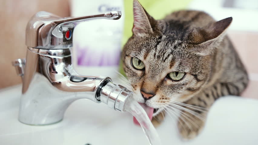 Cat Drinking Fresh Water From Stock Footage Video 100 Royalty