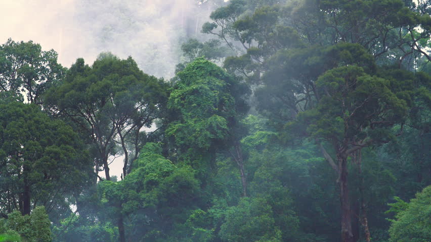 Evaporation In Humid Tropical Forest During Monsoon Rain Season ...