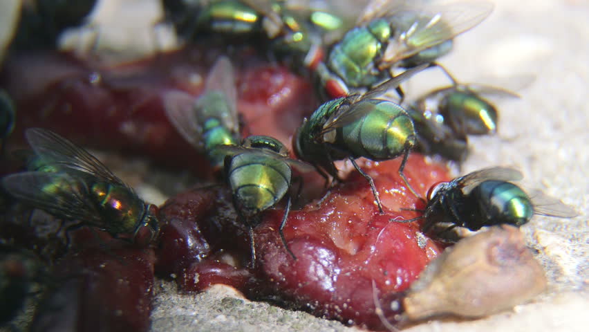 Header of greenbottle