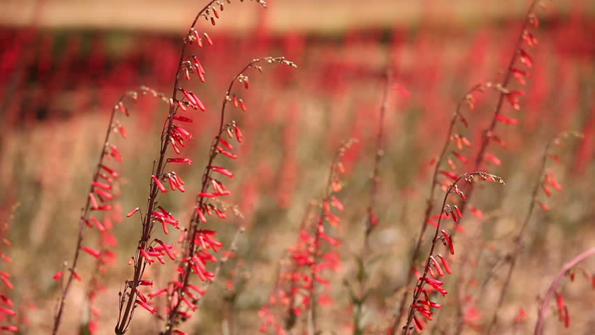 Header of beardtongue