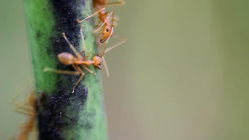 Ants communicating