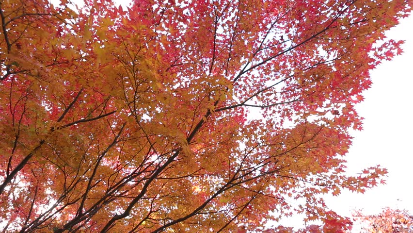 Header of Acer Palmatum