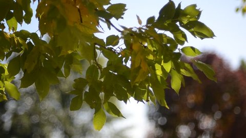 Styphnolobium Japonicum Schott Japanese Pagoda Stock Footage