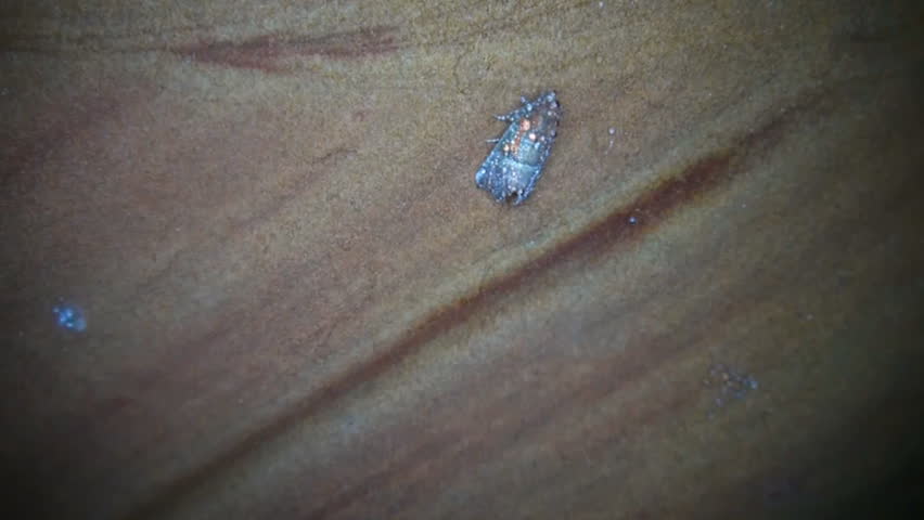 Header of cutworm