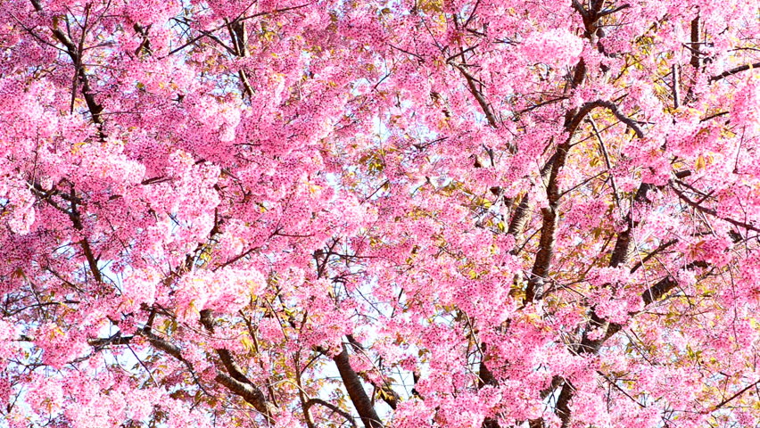 Cherry Blossom Or Sakura With Blue Sky Background