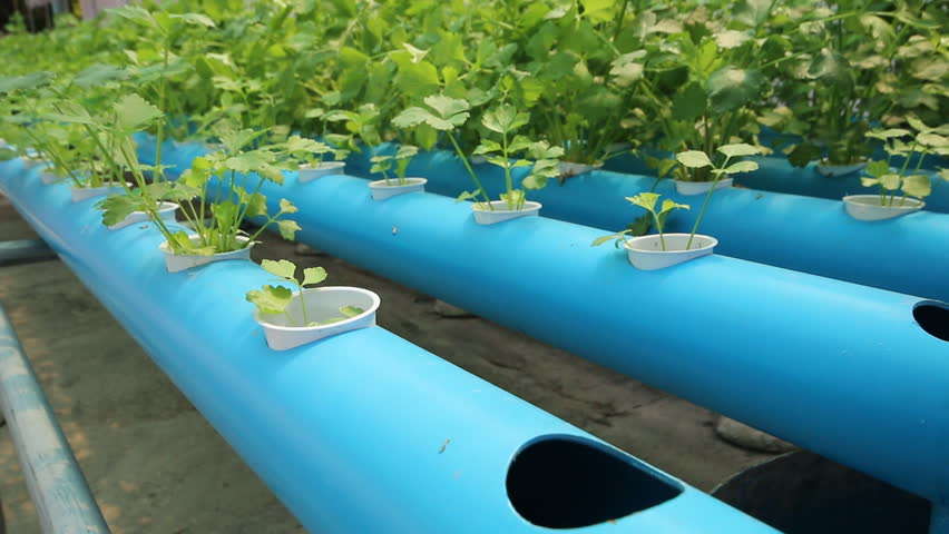 Hydroponic Vegetable Farm Stock Footage Video (100% ...