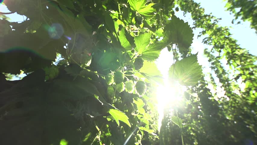 Header of hop