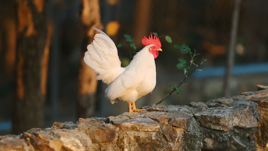 Header of Bantam