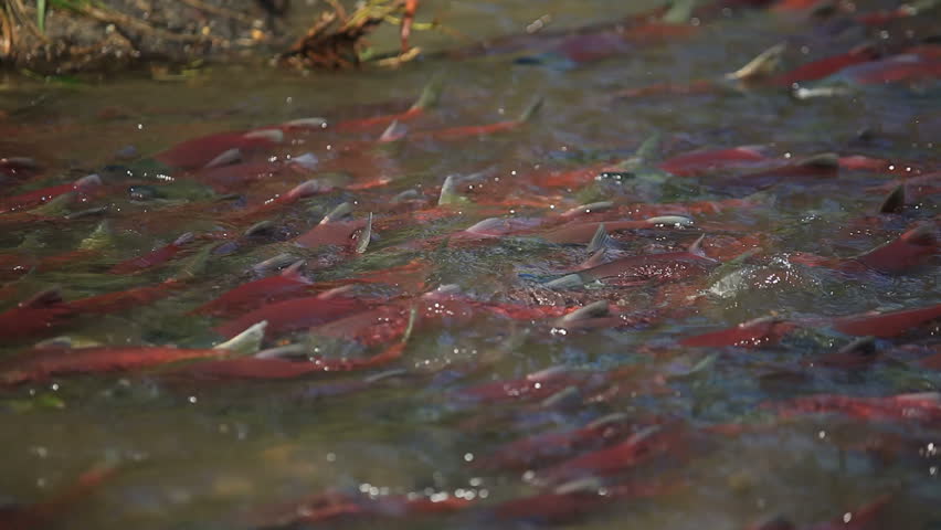 Colorful Spawning Salmon Swimming In River Stock Footage Video 5027192 ...