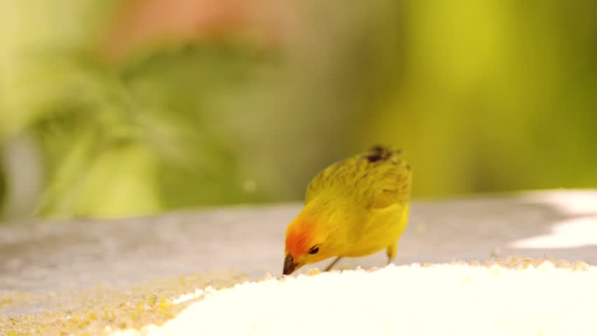 Header of Sicalis flaveola