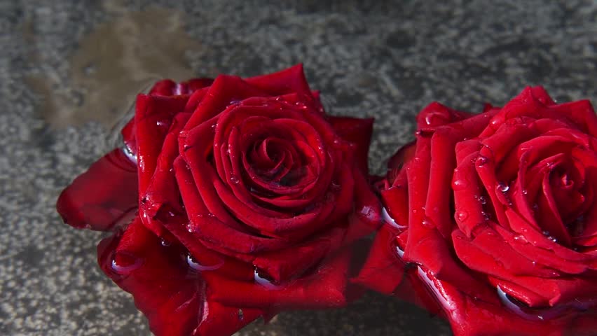 Image result for red roses floating in water