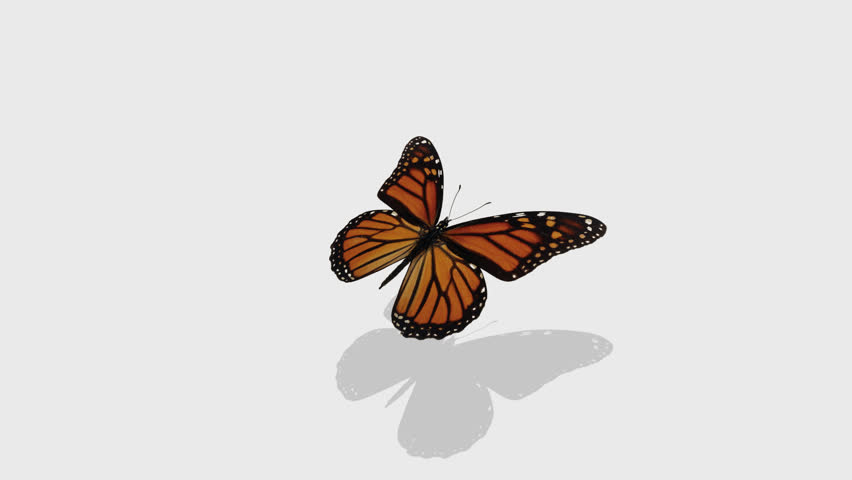Butterfly Animation. Stock Footage Video 182938 | Shutterstock