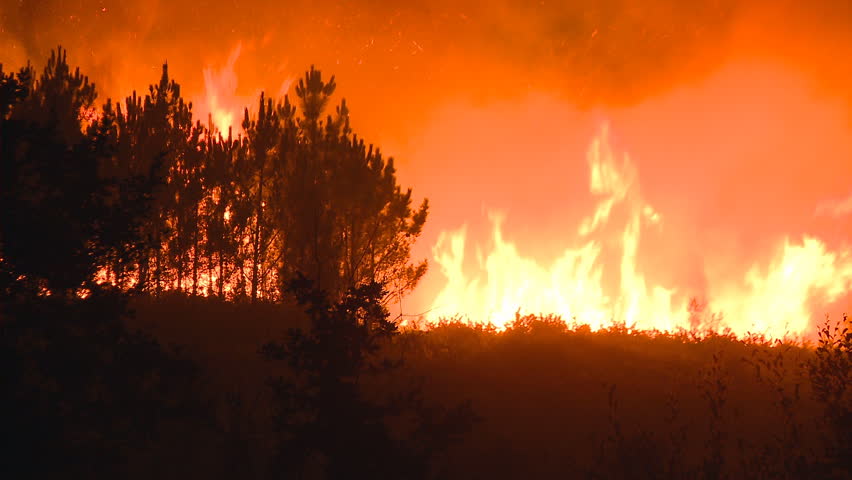 Stock video of forest fire at night | 927136 | Shutterstock