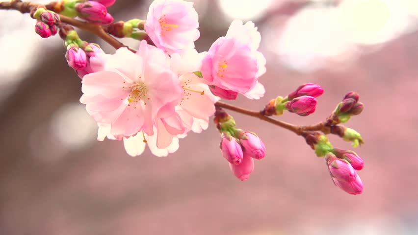 Image result for spring blossom