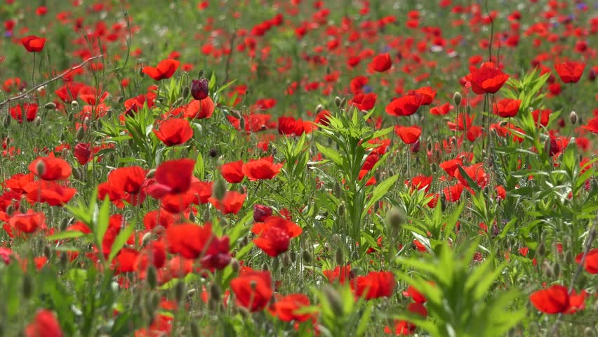 Beautiful Poppy Field Red Poppies Wild Flowers Spring 4k Wheat Harvest In Poppy Flower Field At Sunset Background Red Flowers Rye Barley