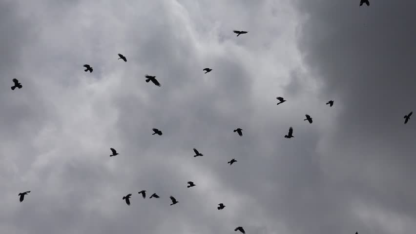 Crows Flying Stock Footage Video | Shutterstock