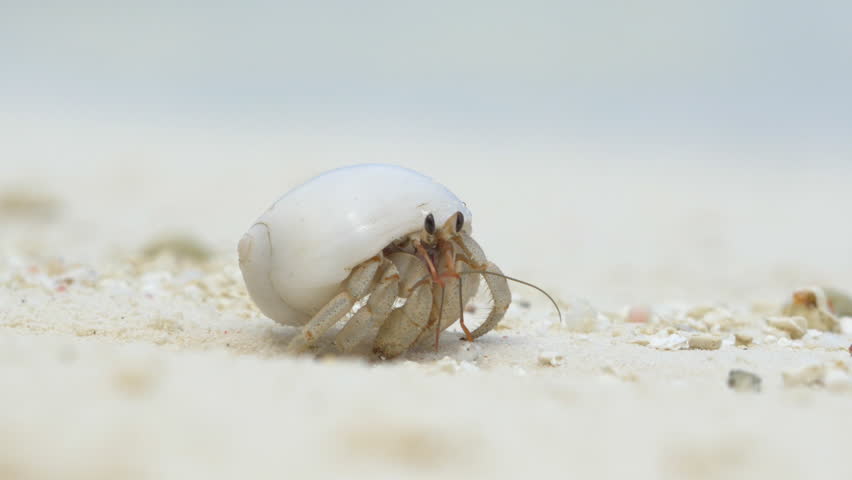 Close Up Hermit Crab On Stock Footage Video 100 Royalty Free Close Up Hermit Crab On Stock Footage Video 100 Royalty Free 9431156 Shutterstock