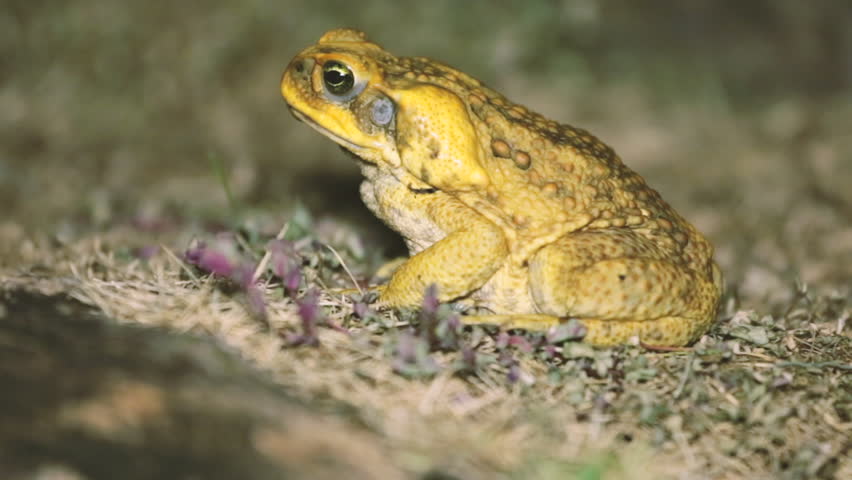 Yellow Cane Toad Amphibian (bufo) Stock Footage Video (100% Royalty