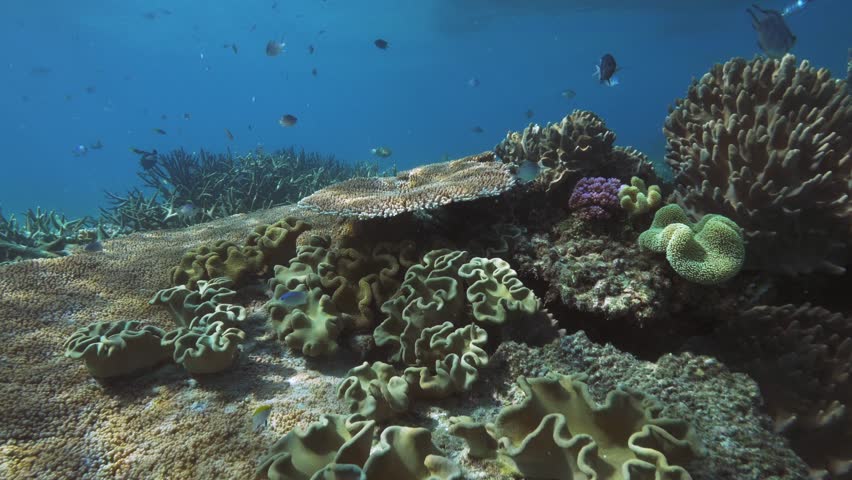 Great Barrier Reef 4k Footage Stock Footage Video (100% Royalty-free