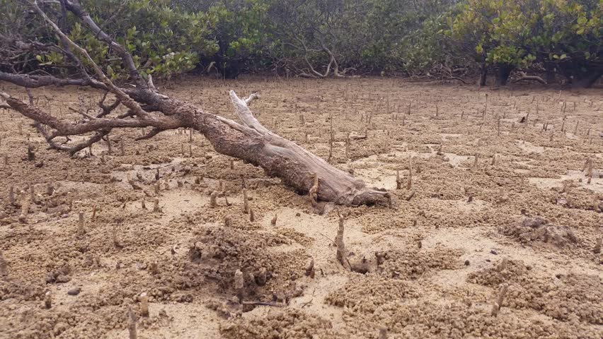 Mud Flats Stock Footage Video 