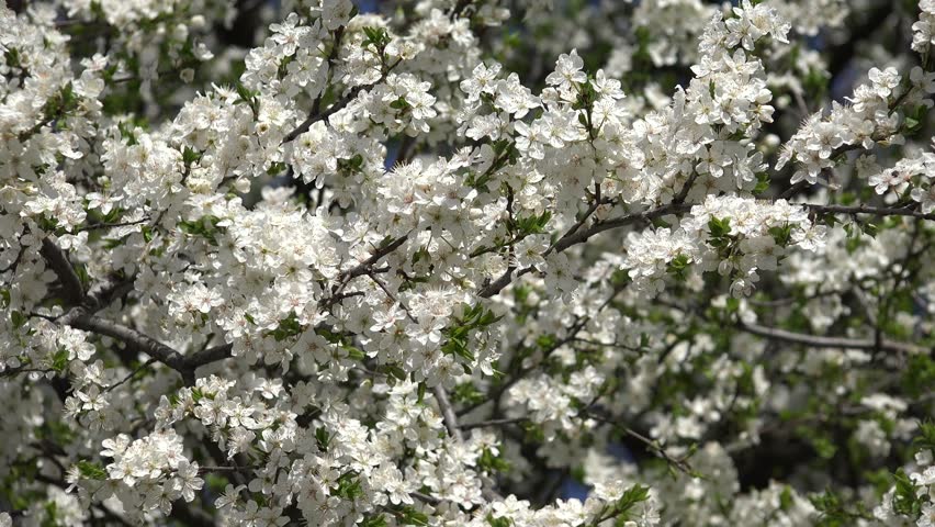 Closeup Of A Bounty Of Pear Blooms On A Flowering Bradford Pear Tree On ...