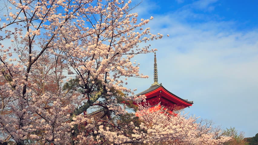 Pagoda With Blue Sky And Cherry Blossoms On The Background. Japan ...