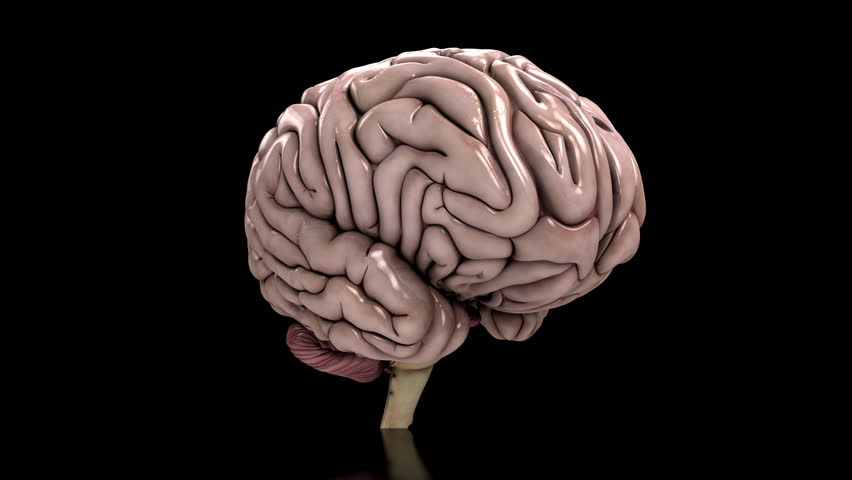 Photo-realistic Looping Brain Animation With Alpha Matte Stock Footage ...